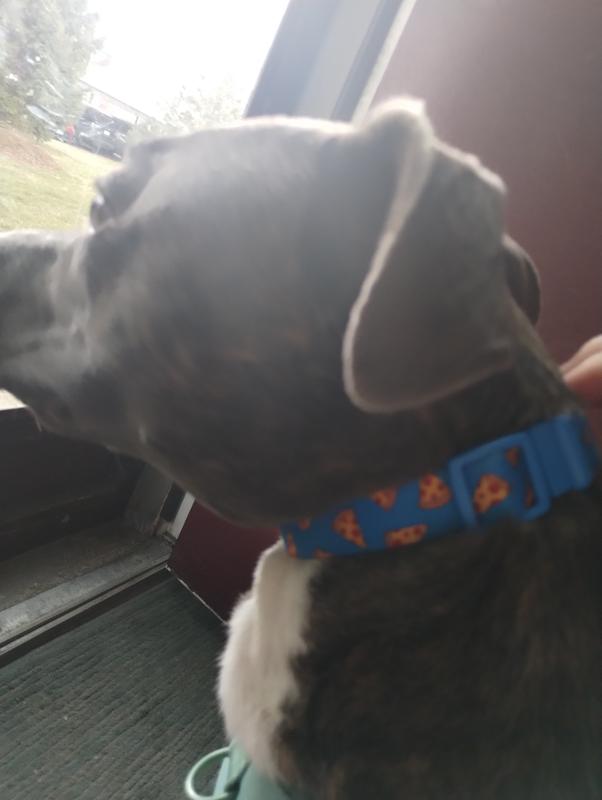 He was only able to wear it for a month and outgrew it. We use it on our cat now.