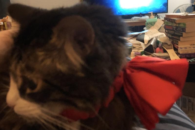 I barely even got this photo before he ran off