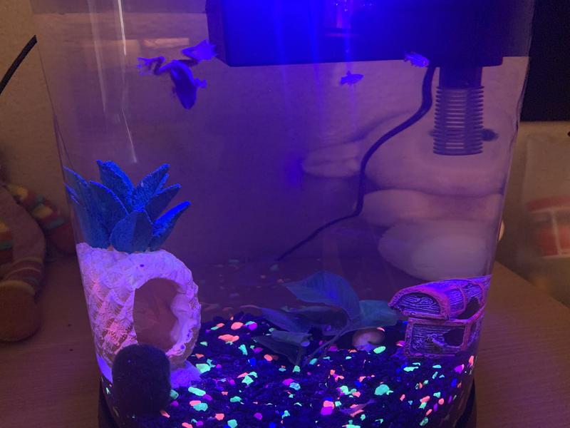 My tank