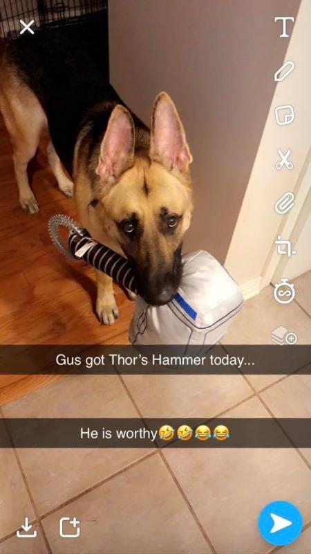 thor hammer dog toy