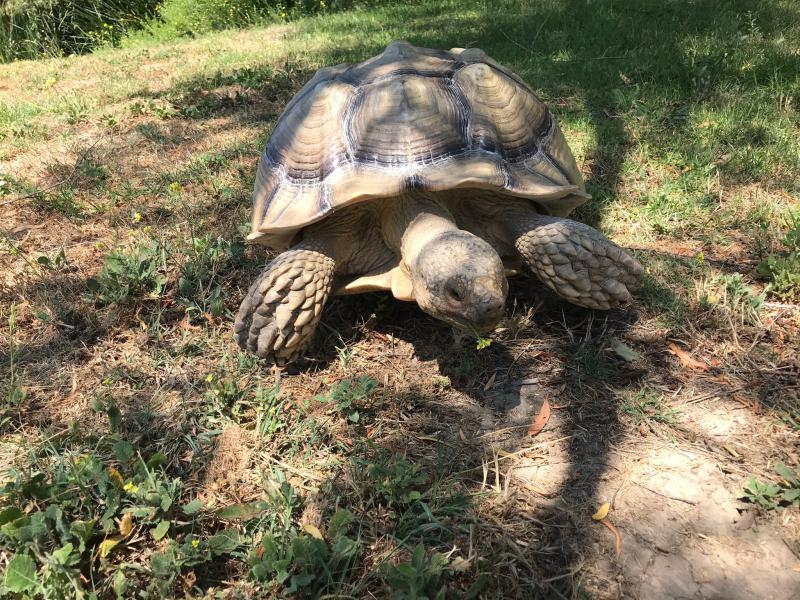 petco tortoise food