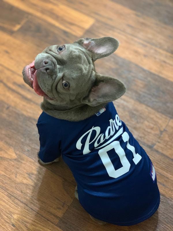 padres dog jersey