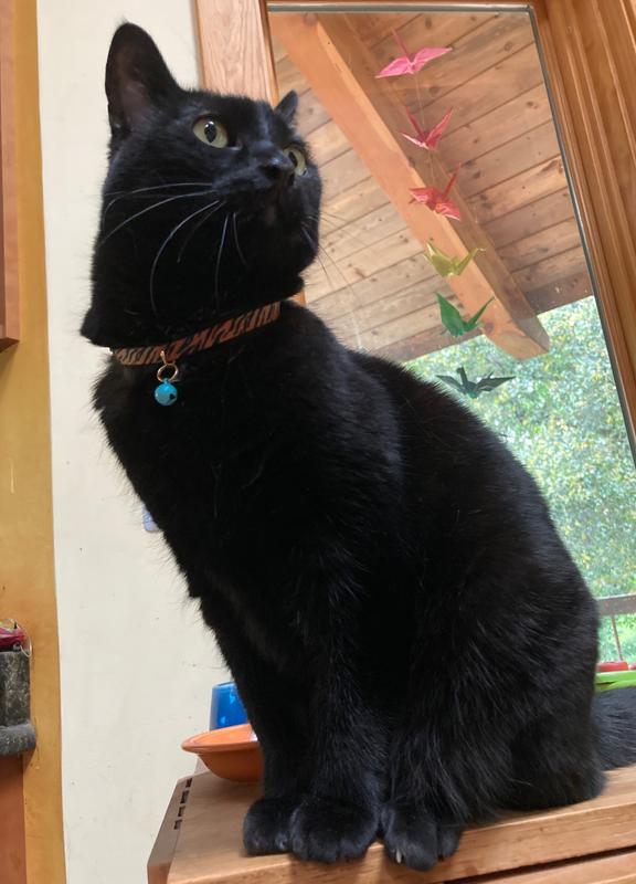 Handsome kitty with a tiger collar