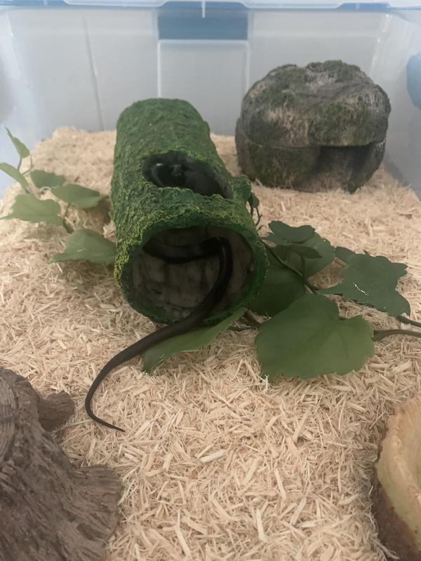 Snake hidey hole