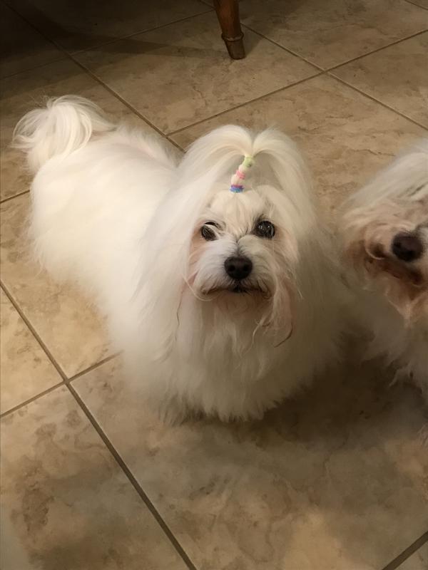 Bella Mia 15 yrs