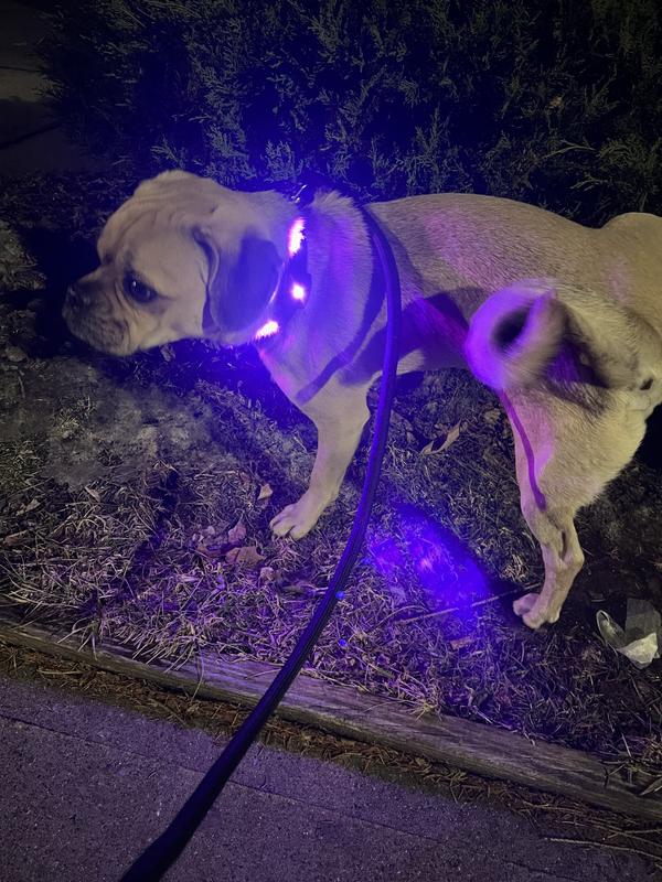 Light up dog collar petco hotsell