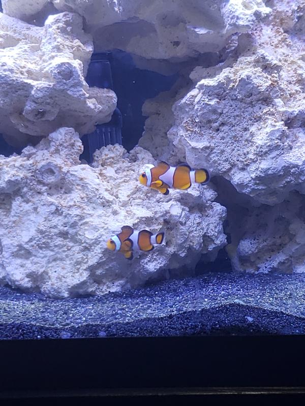 nemo fish petco