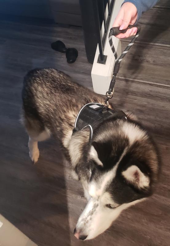 Loki getting ready to go to the vet
