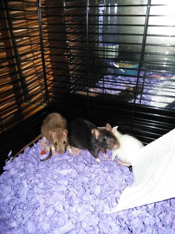 Rats For Sale | Live Pet Rats For Sale | Petco | Fancy Rats For Sale ...