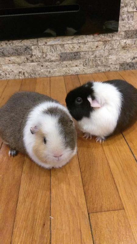 Ginger and Coco