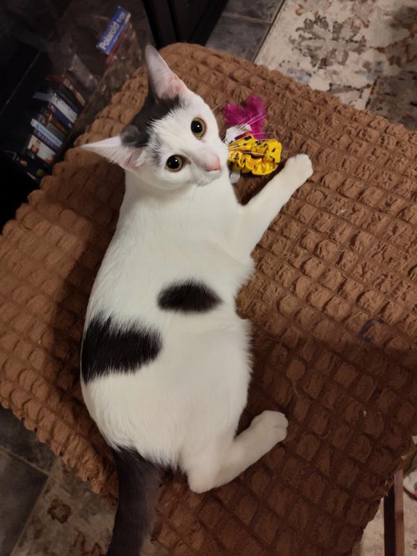 Perfect size for my smallest cat