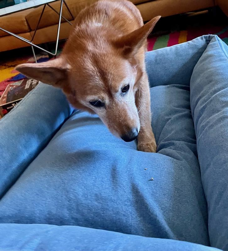 first steps on the new bed. My dog is 25 lb.