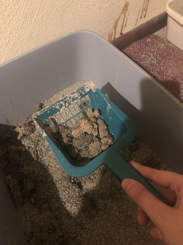 Taking out the poop