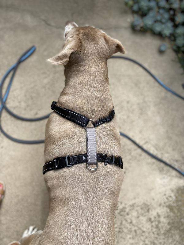 Petsafe 3 in outlet 1 harness petco