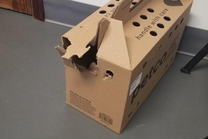 petco cardboard cat carrier