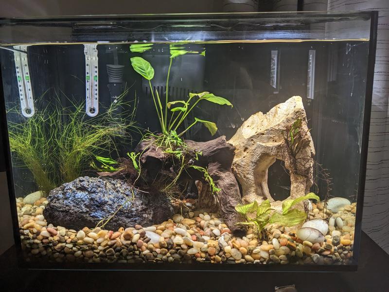 Aqueon BettaBow with Quick Clean Technology Aquarium Kit