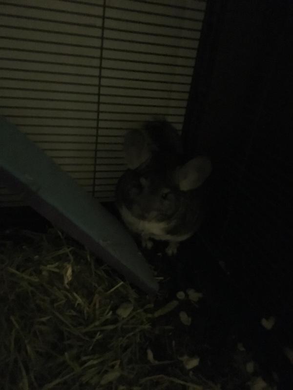 baby chinchillas for sale at petco
