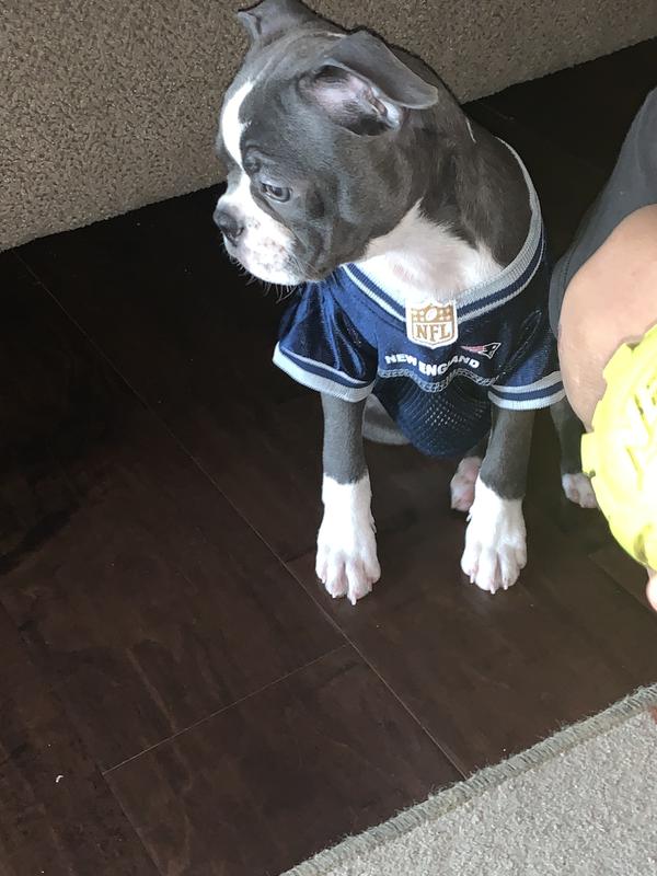 NFL Patriots Dog Jersey - The Fish & Bone