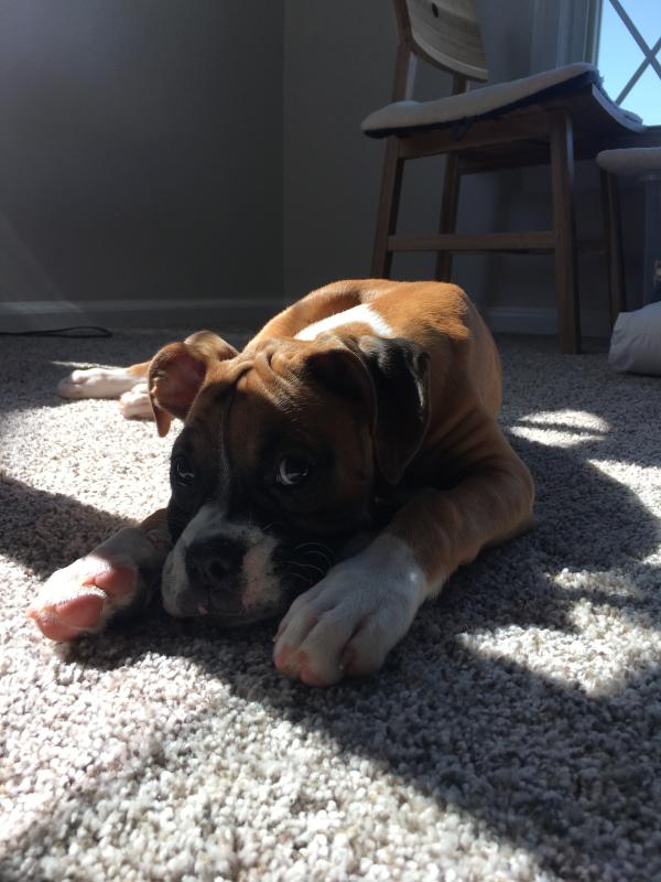 Sunday loves Blue Buffalo puppy formula