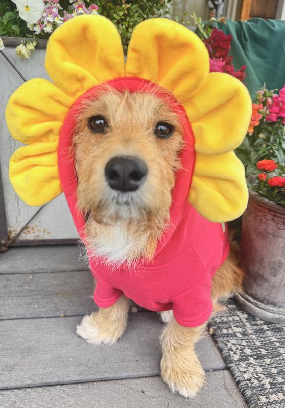 YOULY Flower Character Pet Hoodie, XX-Small | Petco
