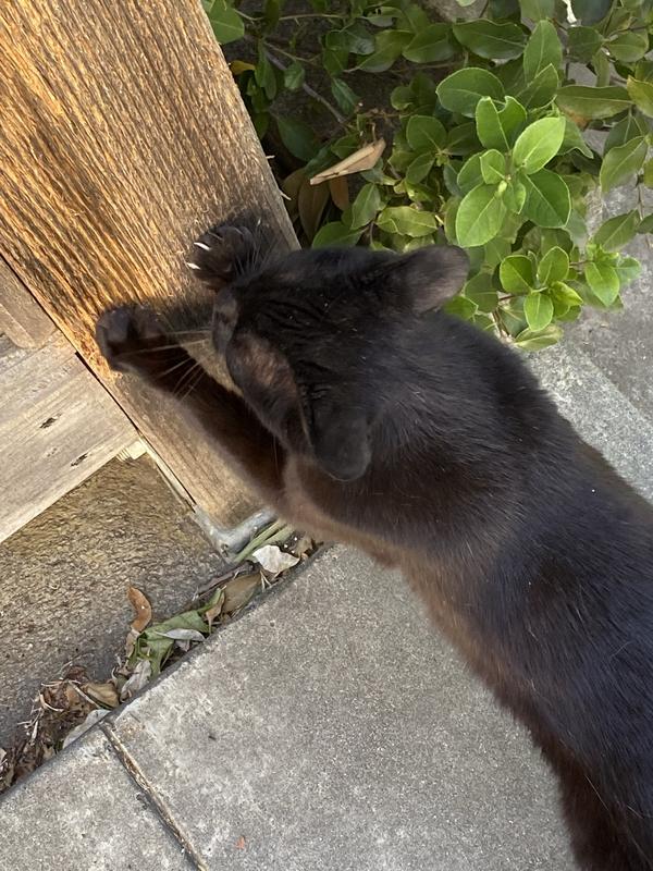 Happy cat