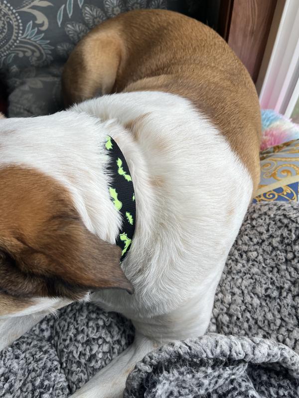 Collar fits well. I placed it just above her normal collar line so it would be easier to see, I can, however, adjust it so that it does go in the same collar line. It’s easily adjustable.