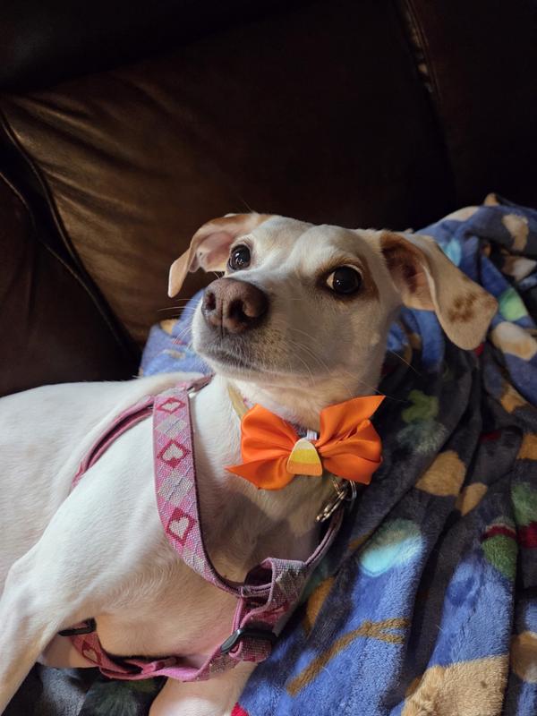 Roxie with her new Halloween bowtie