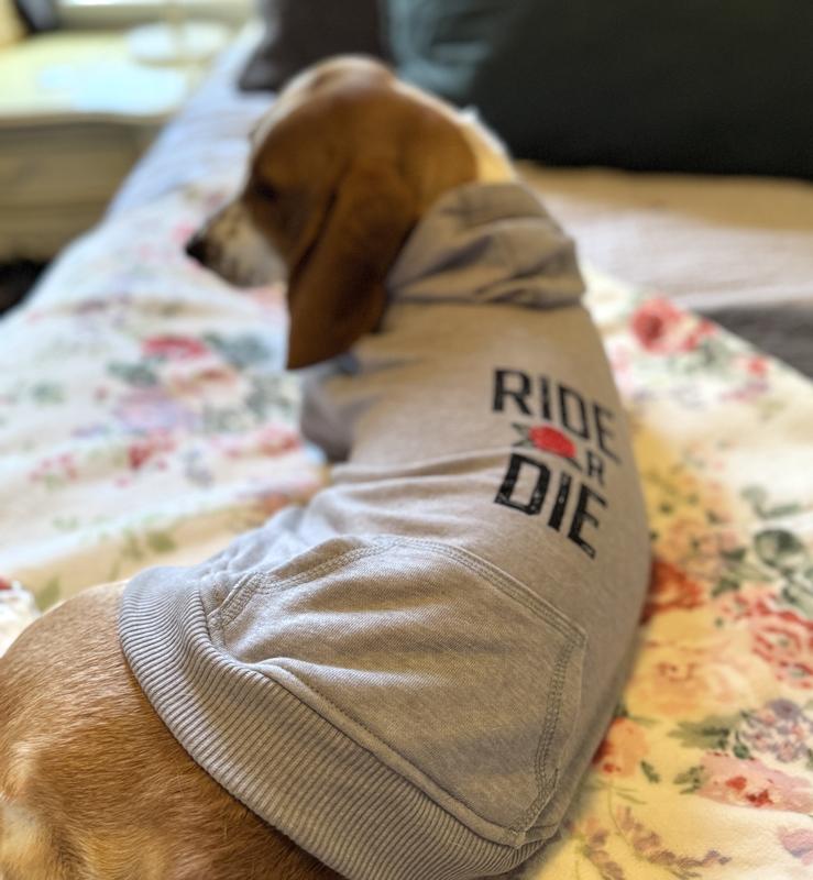 Beatrix - small Basset hound wearing size Large