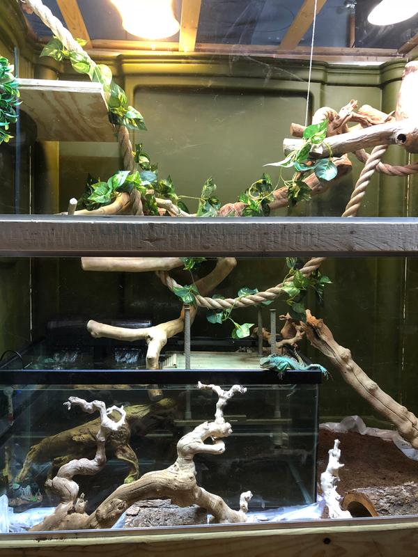 Deshi, the Chinese water dragon loving his clean aquarium