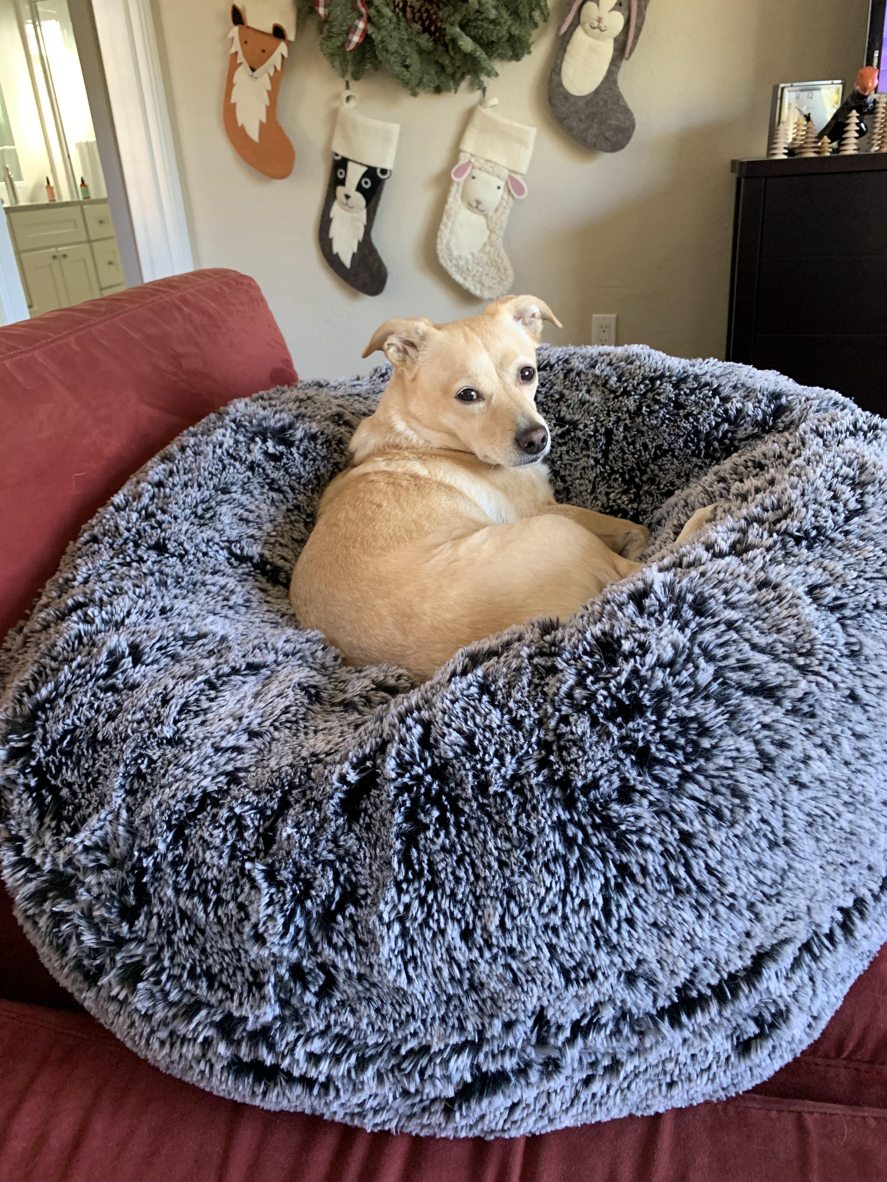 【希少】BurberryBlueLabelラクーンファー付アンゴラ混size36 うさちゃんファーコート - Ank Rouge(アンクルージュ)のコート