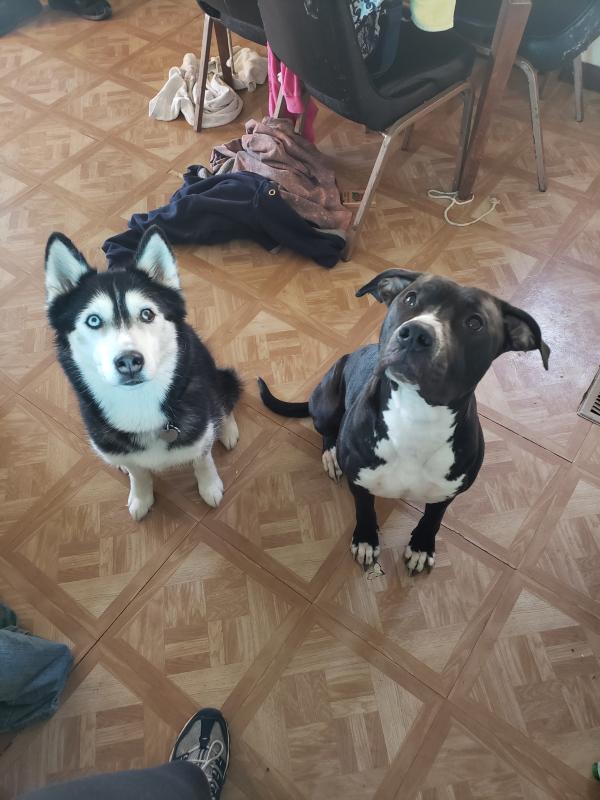 Nala and Lucky