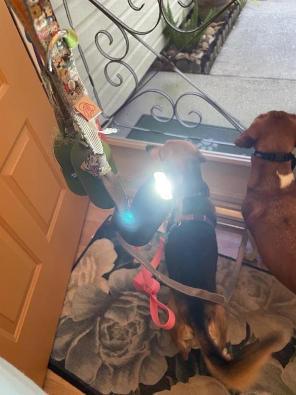 Reddy Dog Waste Bag Dispenser & Flashlight, Small Black