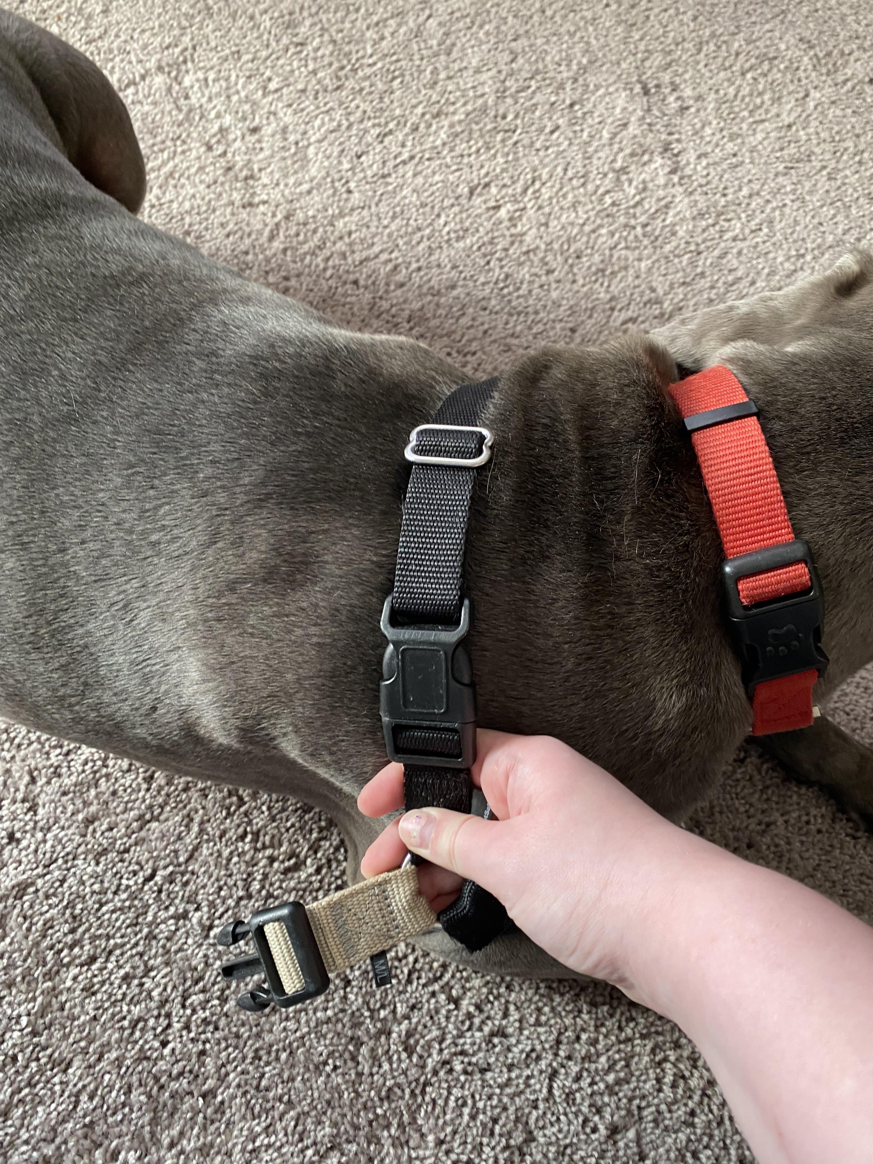 PetSafe Easy Walk No Pull Harness for Medium Dogs Black