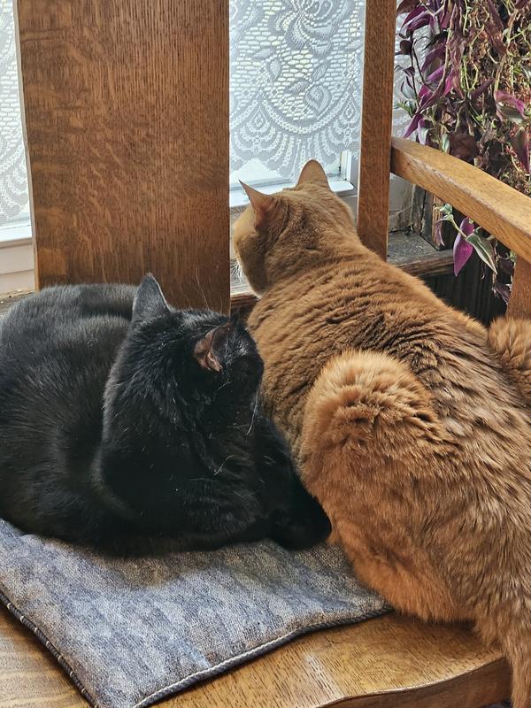 Happy pair
