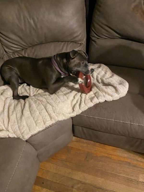 Luna enjoying the toy
