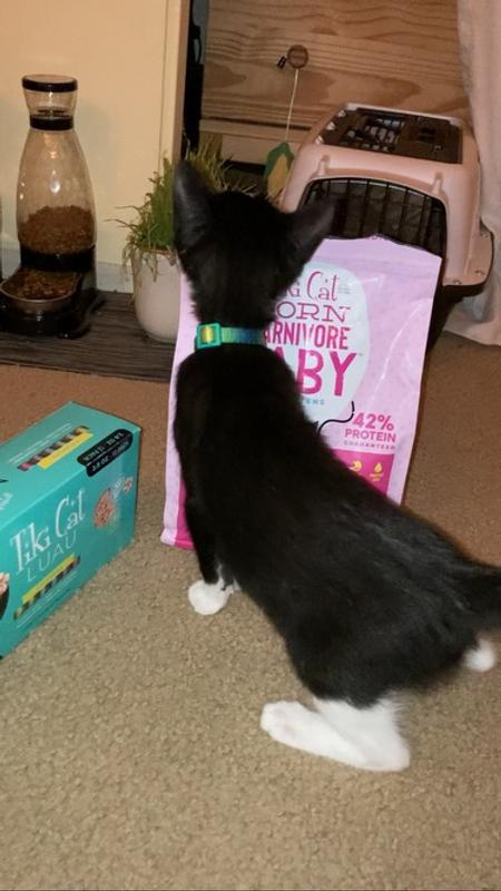 Ozzy kept biting the bag, trying to get it open!