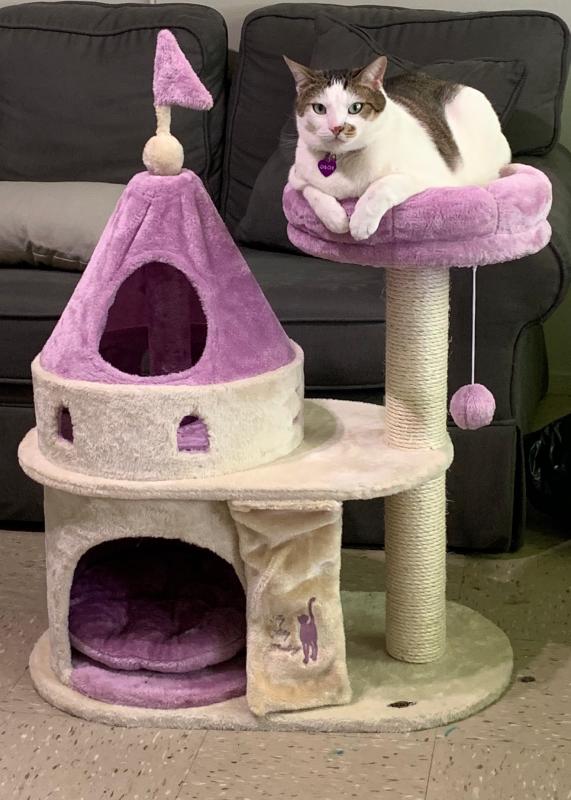 princess cat tower