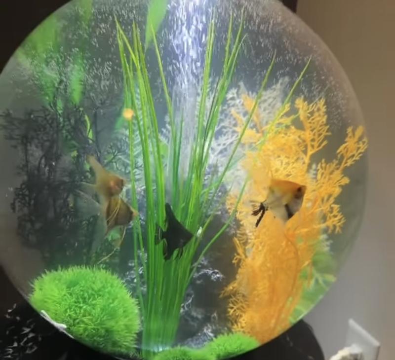 Imagitarium Carbon Filter Replacement Cartridge 3-Pack, Small Petco