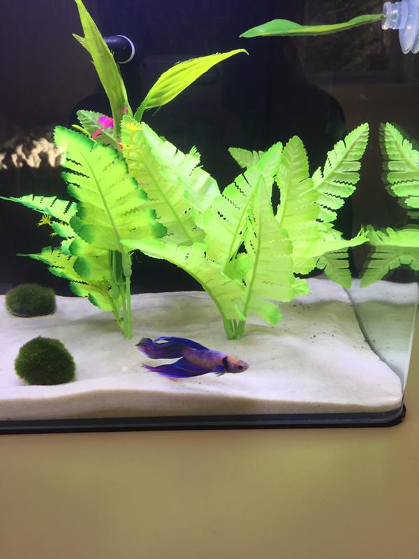 Plant on left.