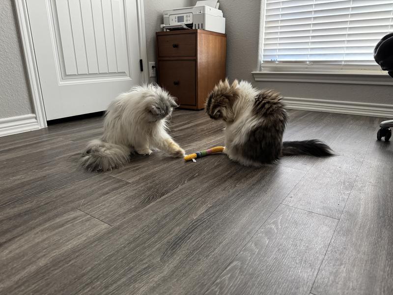 Two playing with the new toy.