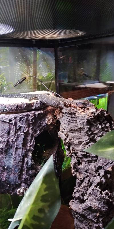 My lil dinosaur!