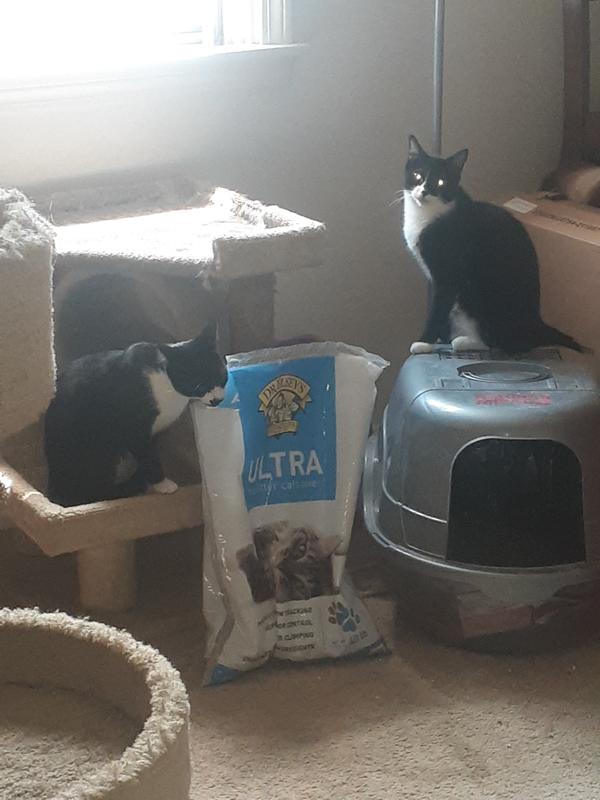 PetArmor Home and Carpet Fleas and Ticks Pet Spray, 16 fl. oz. Petco