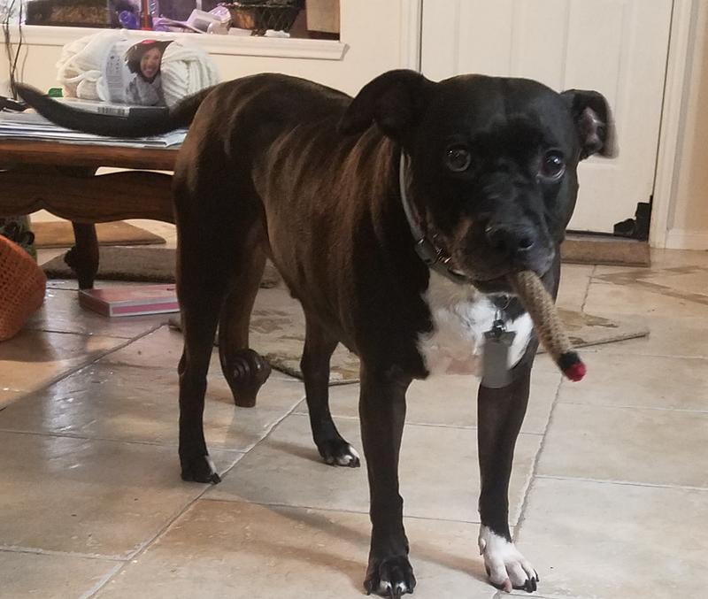 Max Power- International Dog of Mystery