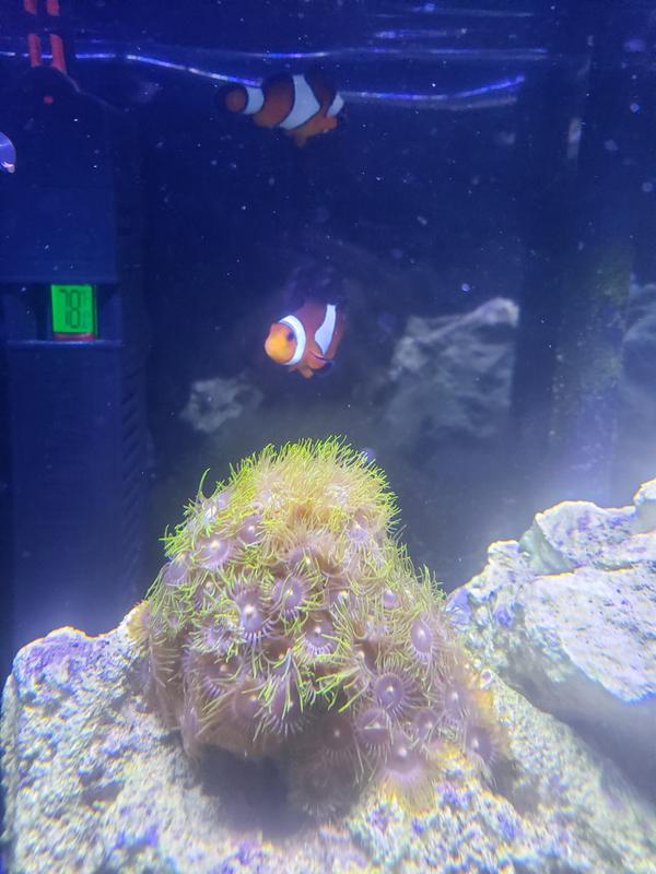 nemo fish petco