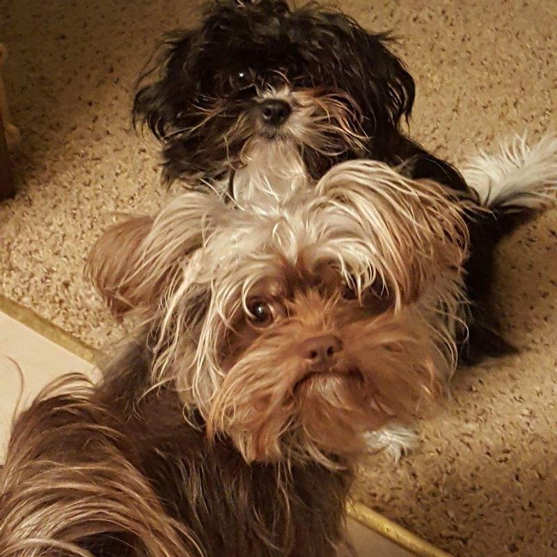 Clorox Pet Stain & Odor Remover Refill 128oz