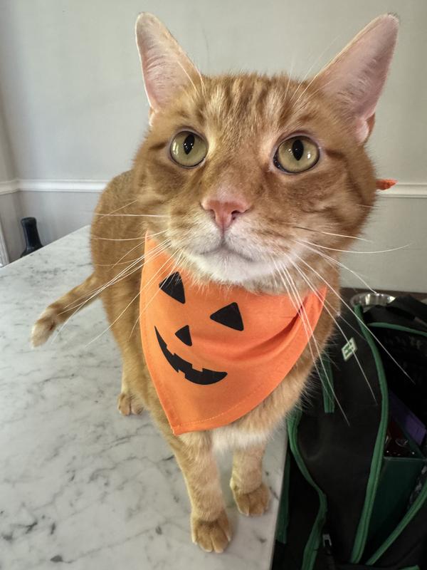 Photo - commentaire 7.