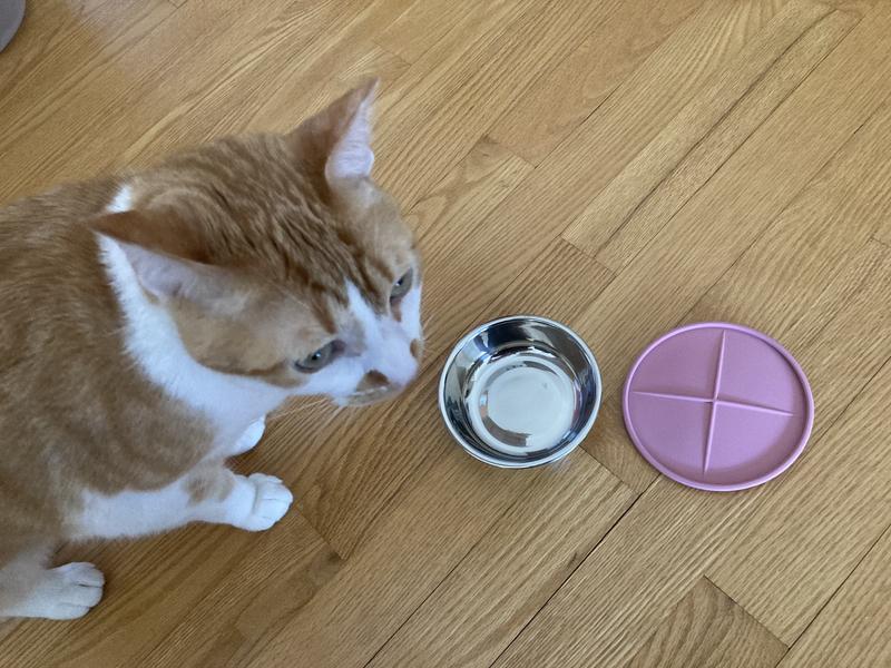 Cat bowl with outlet lid