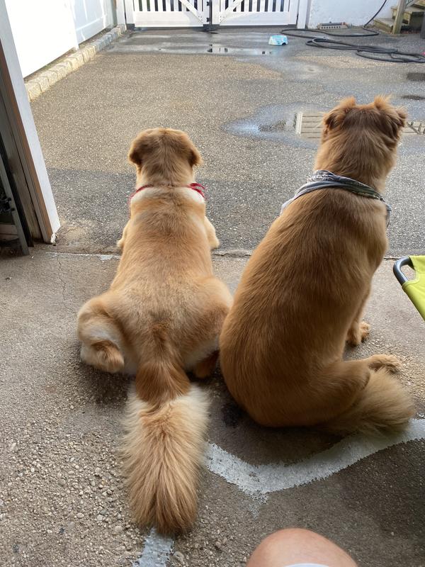 Happy pups again!