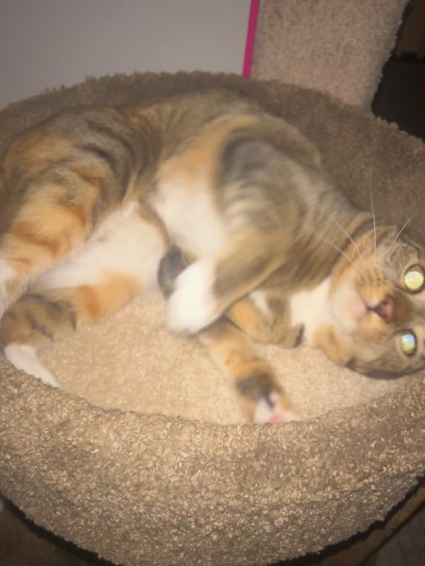 Only one of my cats are in the pictures, but they both enjoyed the product.