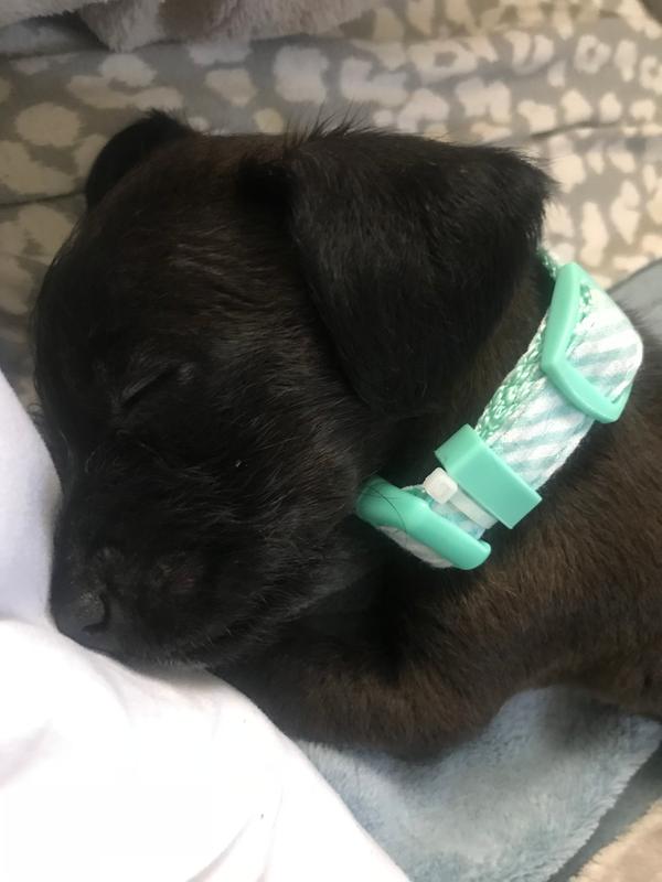 Well & Good Deodorizing Paw and Bum Dog Wipes, Count of 24 Petco